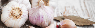 Garlic for prostatitis